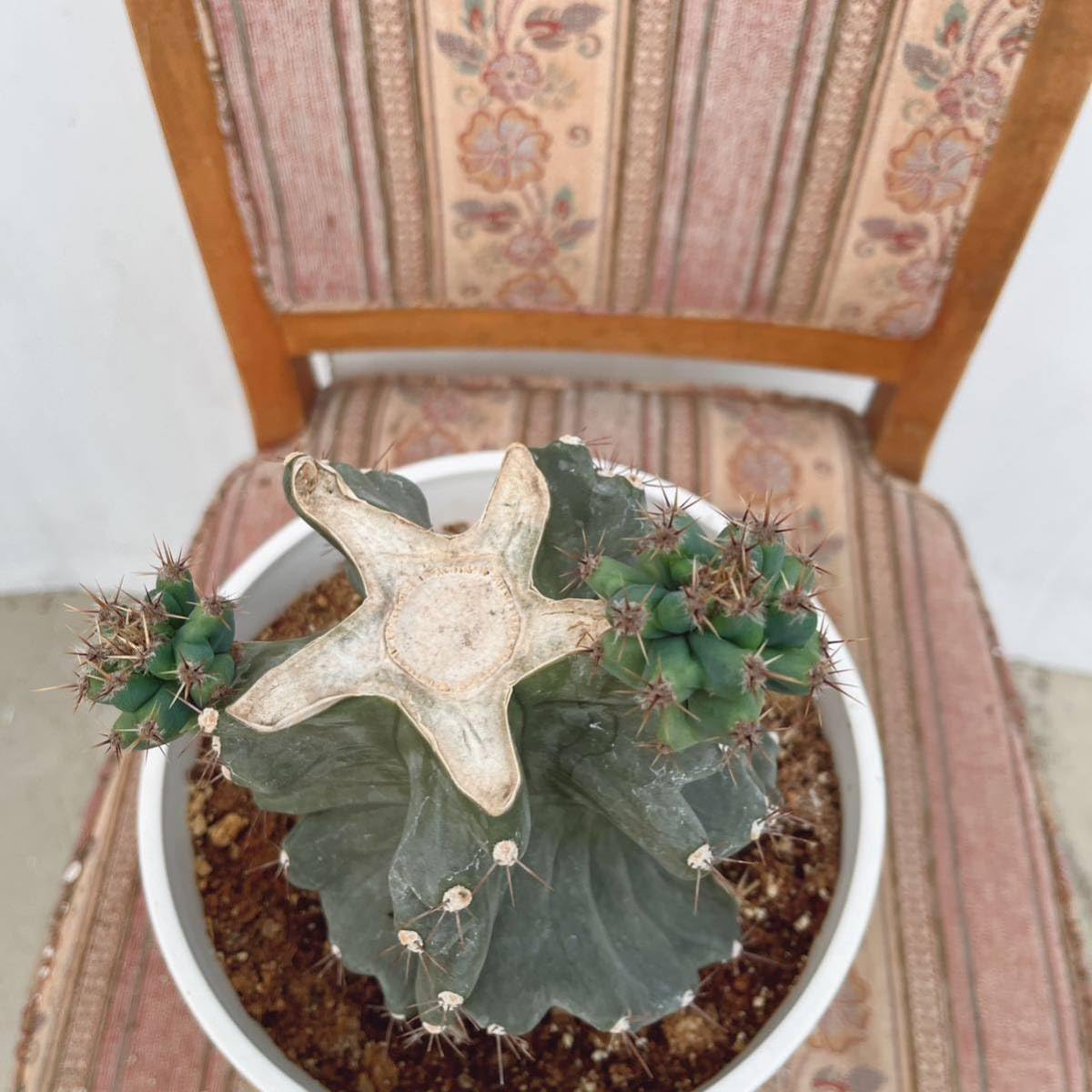 Amazon.co.jp: 多肉植物 ユーフォルビア セレウス スピラリス