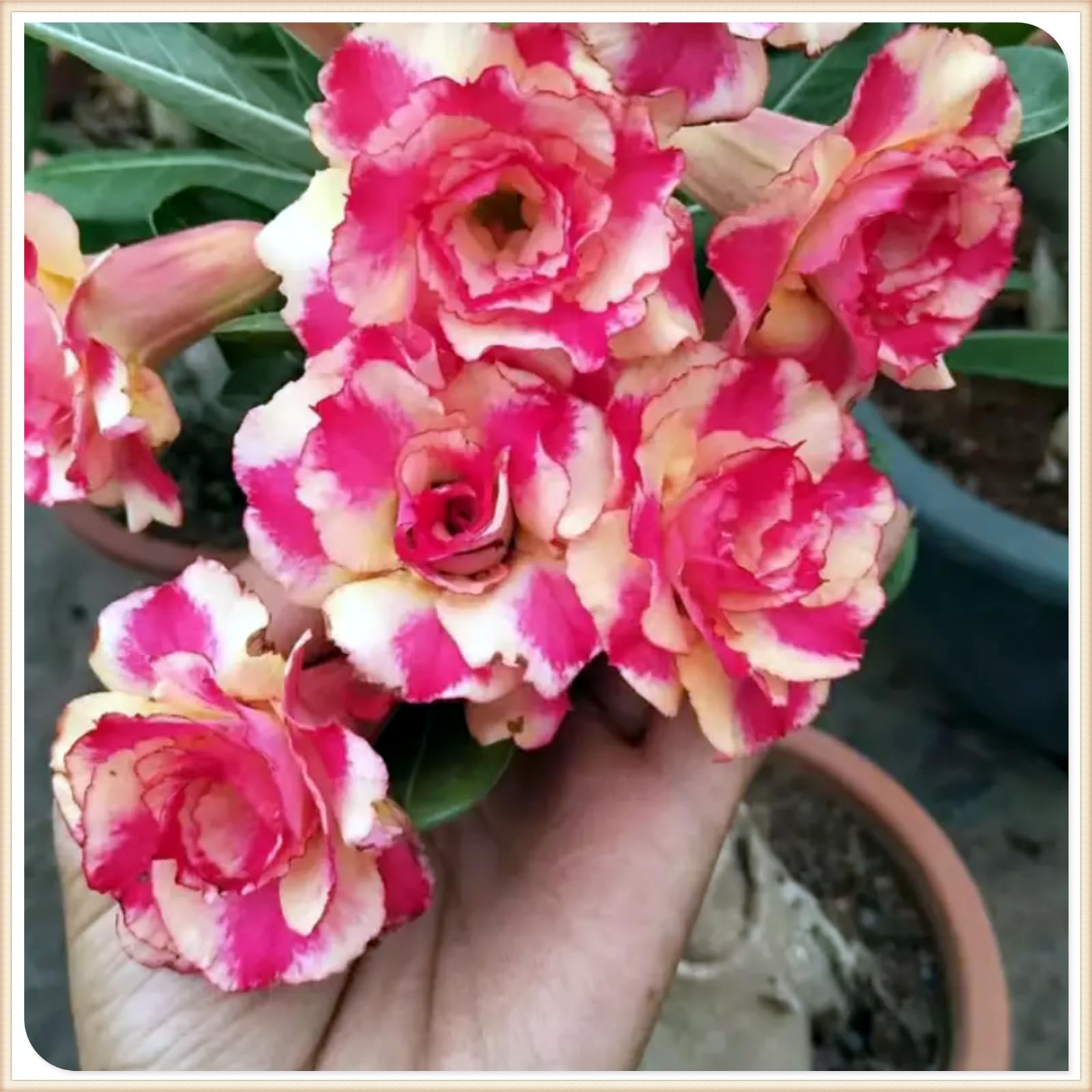 Mix Garden Bulbs, Desert Rose Bulbs, Golden Beautiful, Desert Rose Plant Bulbs, Adenium obesum Plant, Mix Wedding Flowers, 2Bulbs-H