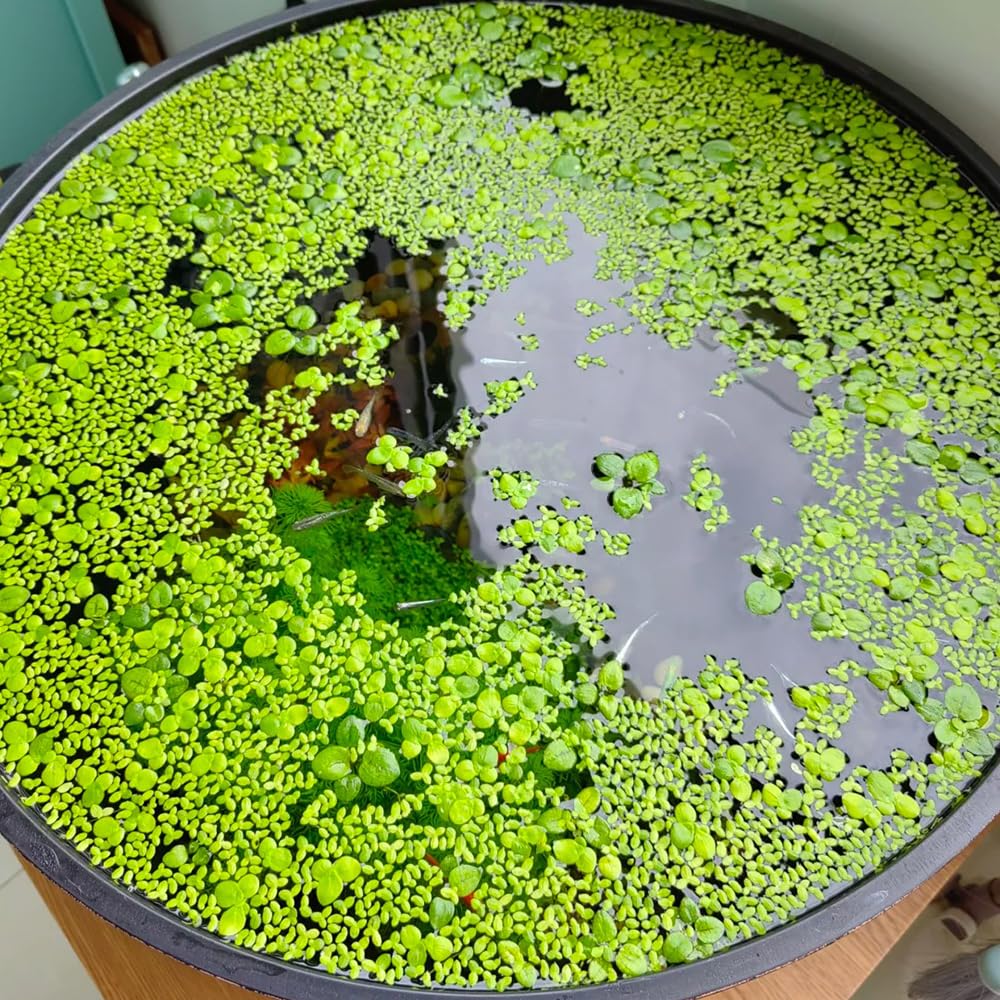 semillas de lenteja de agua, acuario de flotantes, Lemna minor, sostenible de acuario regalos 800pcs