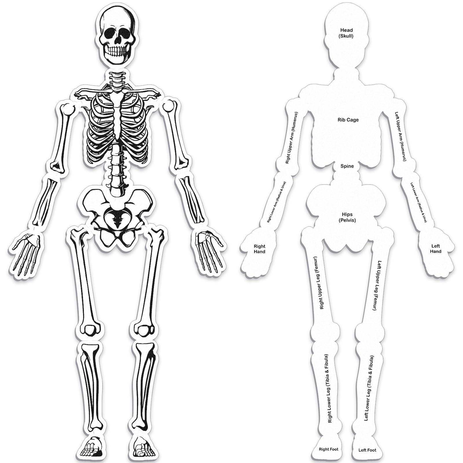 Silipull Skeleton Floor Puzzle Double Sided Human Body Puzzle 15 Pcs Human Anatomy Learning Toys Halloween Skeleton and Bones Anatomy Body Parts Model Educational Toy