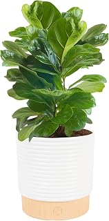 Costa Farms Baby Fiddle Leaf Fig Live Plant, 12-18in Tall in Decor Pot - Trendy Air-Purifying Indoor Houseplant for Home Office Decor & Gifts