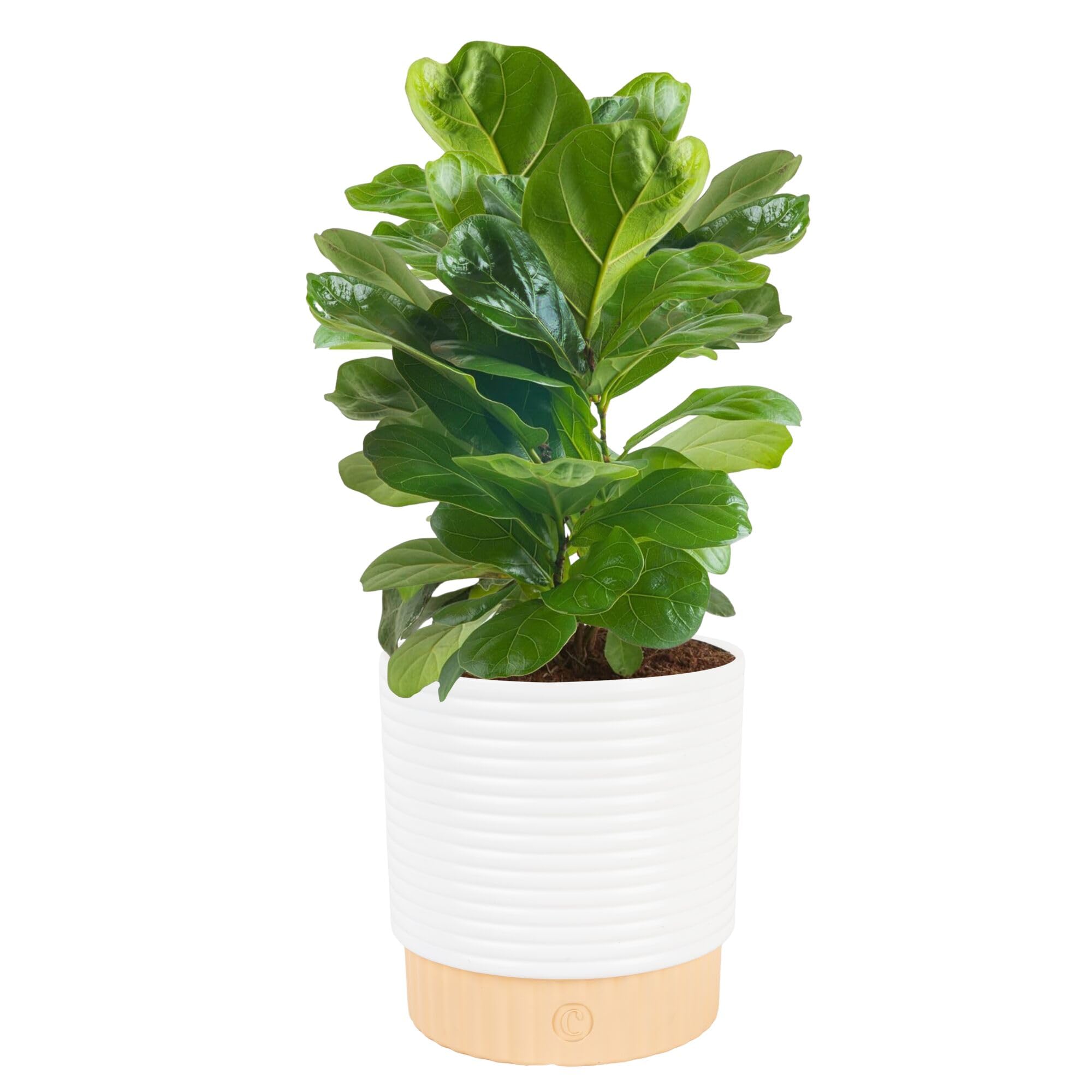Little Fiddle Leaf Fig, Live Indoor Ficus Lyrata Plant in Indoors Garden Plant Pot, Houseplant in Potting Soil, Housewarming, Birthday Gift, Office, Home, and Room Decor, 1 Foot Tall