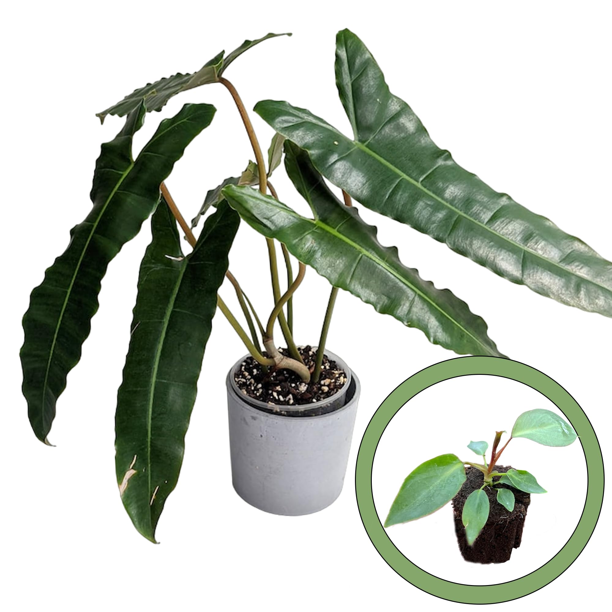 philodendron atom vermehren Philodendron Selloum Atom main image 1