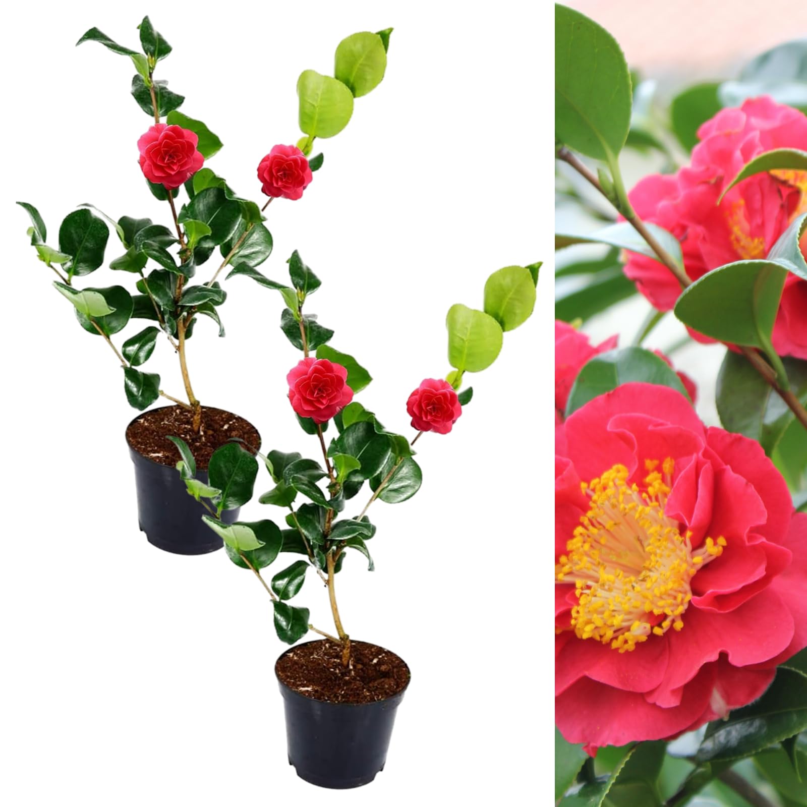 Carbeth Plants Camellia Blood of China Plant (x2)