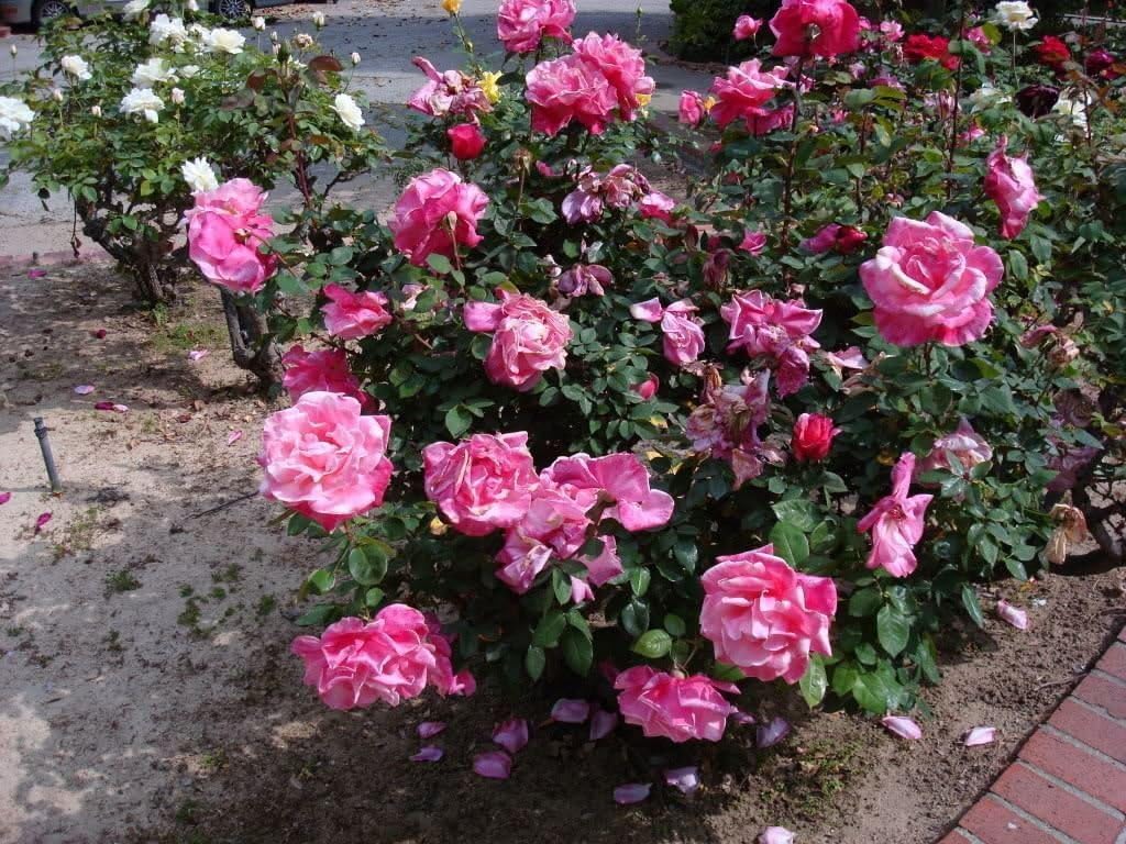 First Prize Hybrid Tea Rose (1 Plant) Border,Cut Flowers,Ornamental, Outdoor
