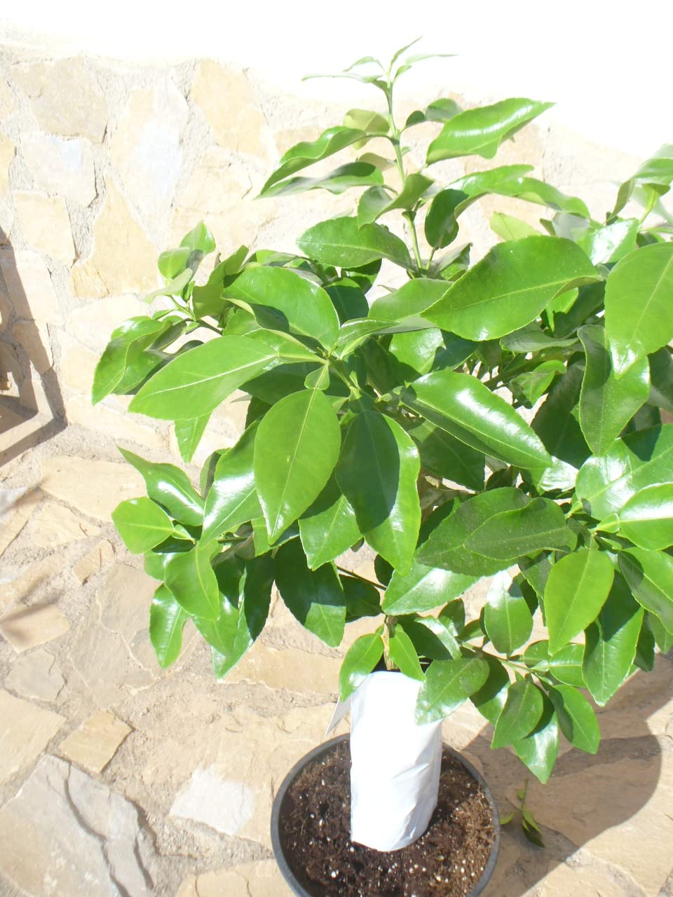 Pamplemousse (agrumes - paradisi) un jeune arbre avec un tronc épais
