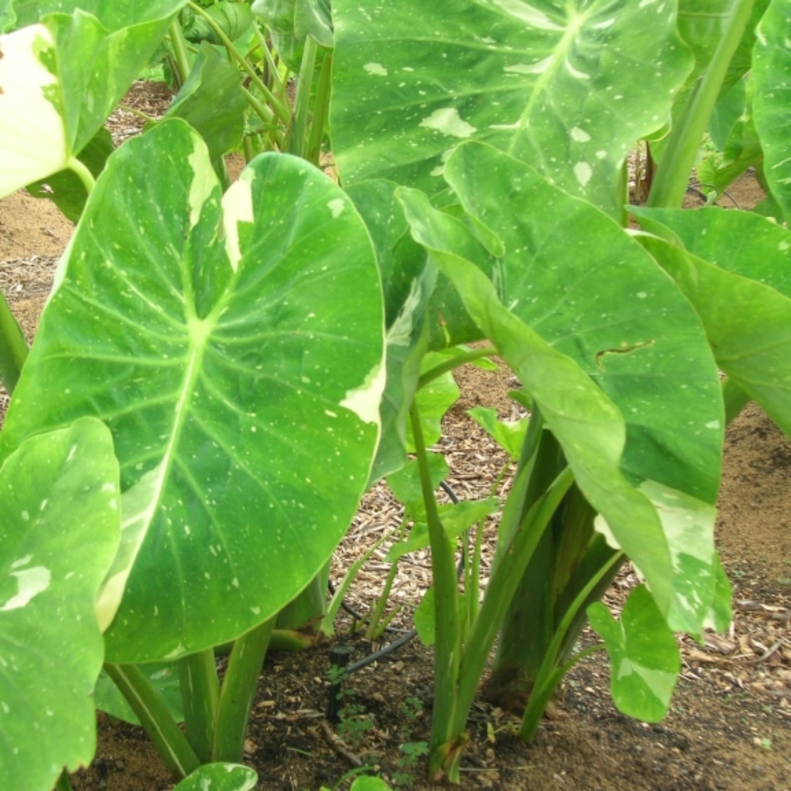 Elephant Ear/Strong Plants That Grow Well/Mix Golden Jade Carving Feels/Crop for Planting Now UK