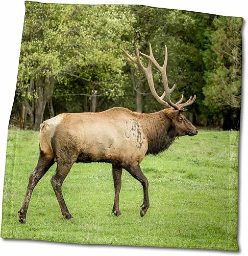 3dRose Eatonville, WA. American elk Bull Walking in Meadow. - Towels (twl-332900-3)