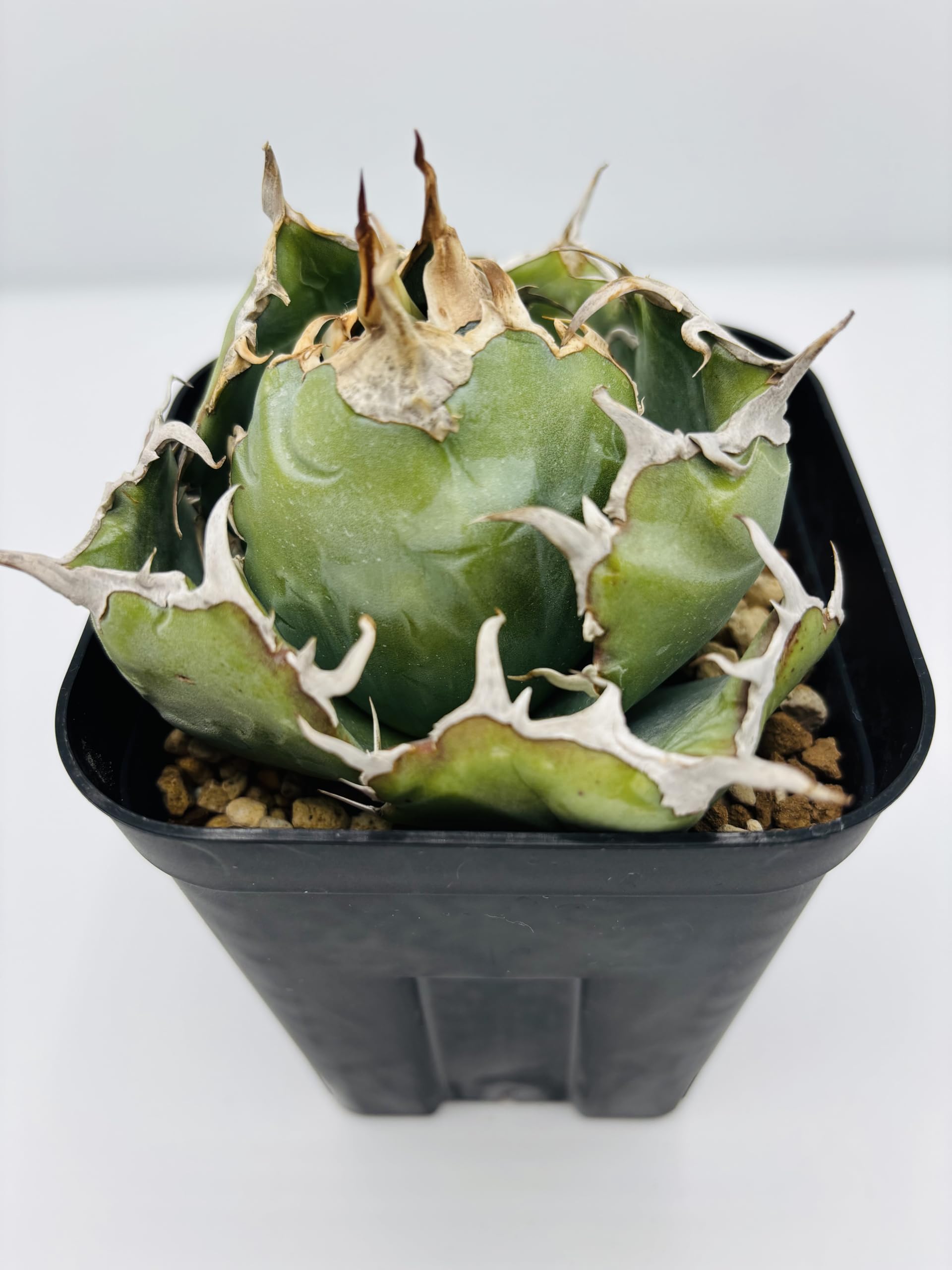 アガベ　チタノタ　白鯨 Amazon｜アガベ チタノタ 白鯨/Agave titanota 'White Whale/観葉植物