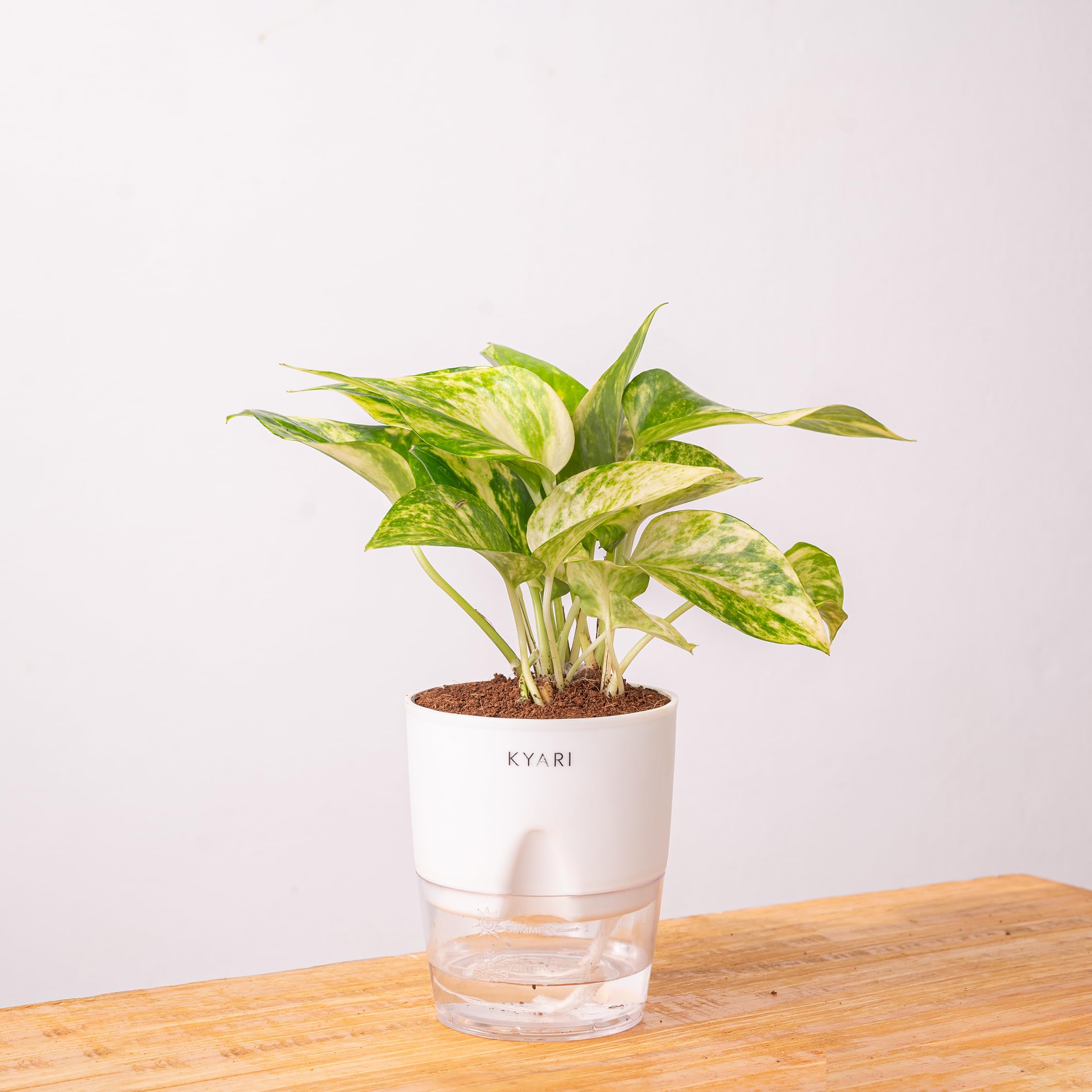 KYARI Good Luck Money Variegated Live Plant with White Self Watering Pot - Small 4 Inch - Image 3 thumbnail