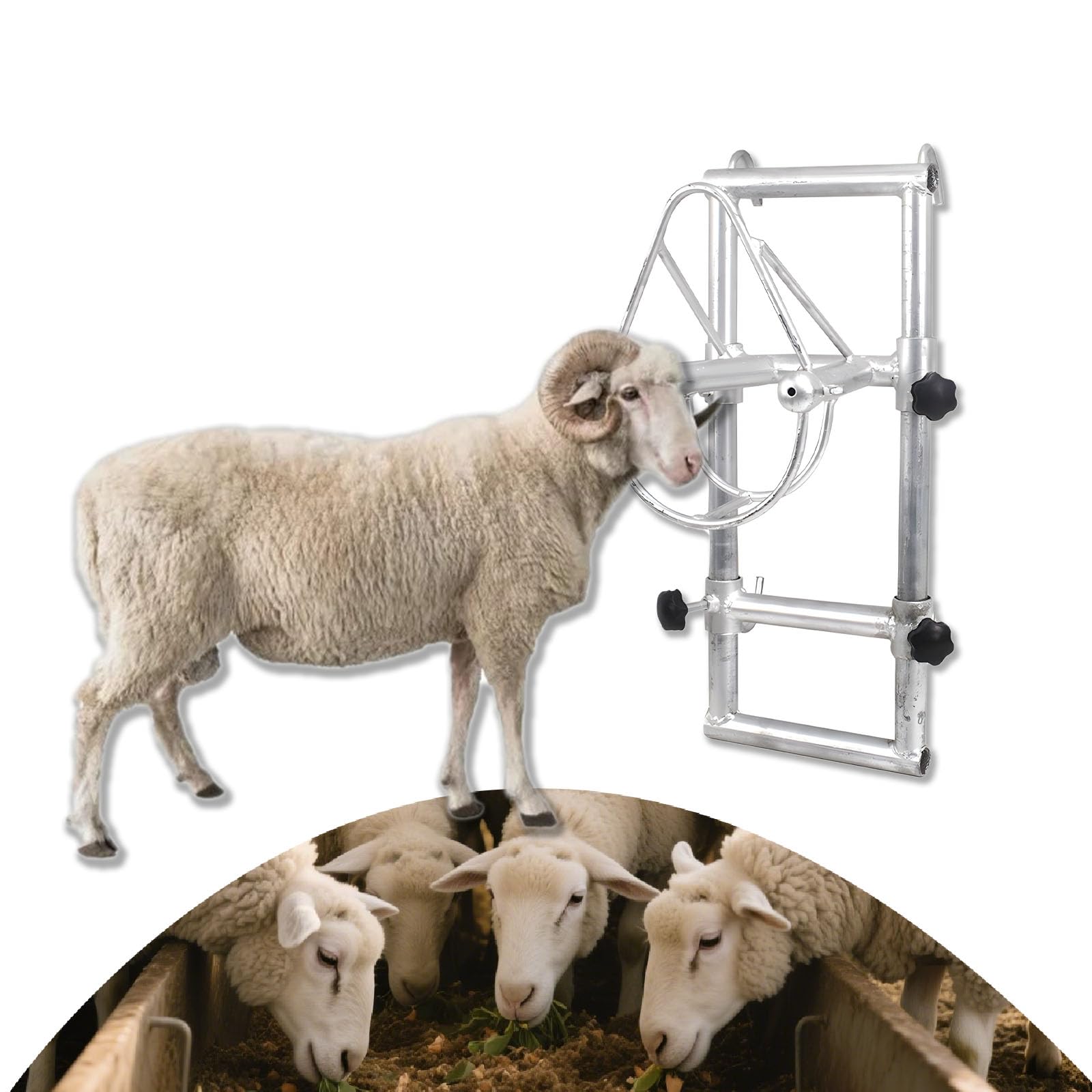 Licol de chèvre polyvalent et support de bétail en métal pour le cisaillement