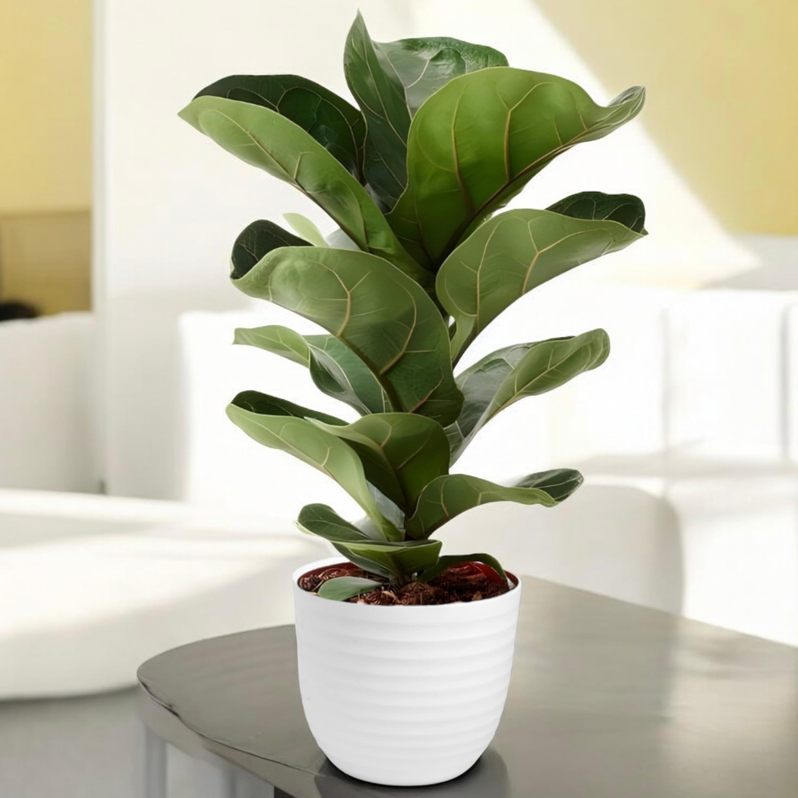 Amulya FARMS Ficus Lyrata In Premium Self Design Planter | Healthy Indoor Live Plant Fiddle-Leaf Fig Plant | Living Room & Home Decor Plant With Designer Pot | Pot Colour May Vary | (B0DC5C2GV4) Amazon Price History, Amazon Price Tracker