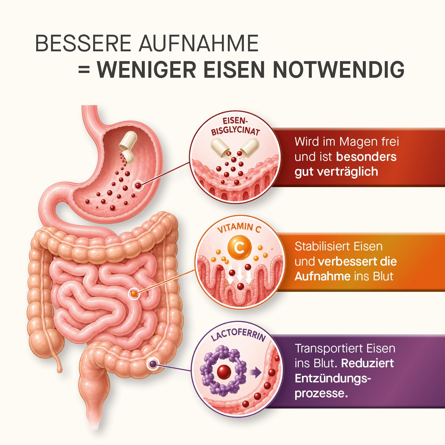 Magenfreundliche Eisentabletten für Frauen mit Lactoferrin & 142 mg Vitamin C – Effektiv & Bioverfügbar – Vegetarisch, ohne Zusätze – Eisen-Bisglycinat & Natürliches Vitamin C – 60 Kapseln
