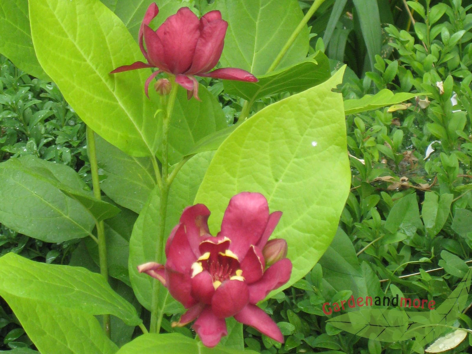 roter großblumiger Gewürzstrauch Sinocalycalycanthus Hartlage Wine 100-120 cm