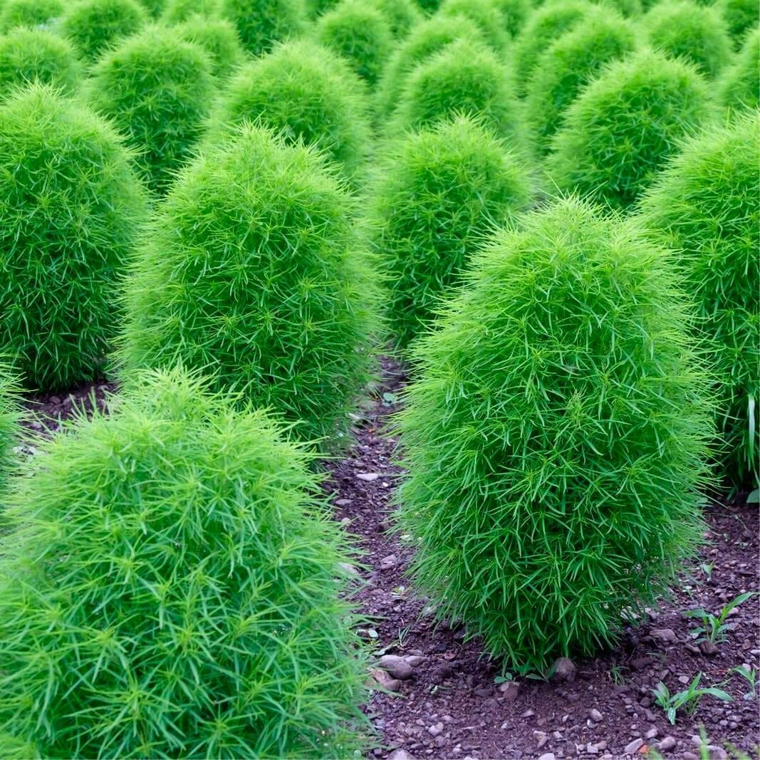 Audbhidhi Kochia Live Plant Seeds/Bassia scoparia, Live Plant pack of 50 seeds (B0BD58XX39) Amazon Price History, Amazon Price Tracker