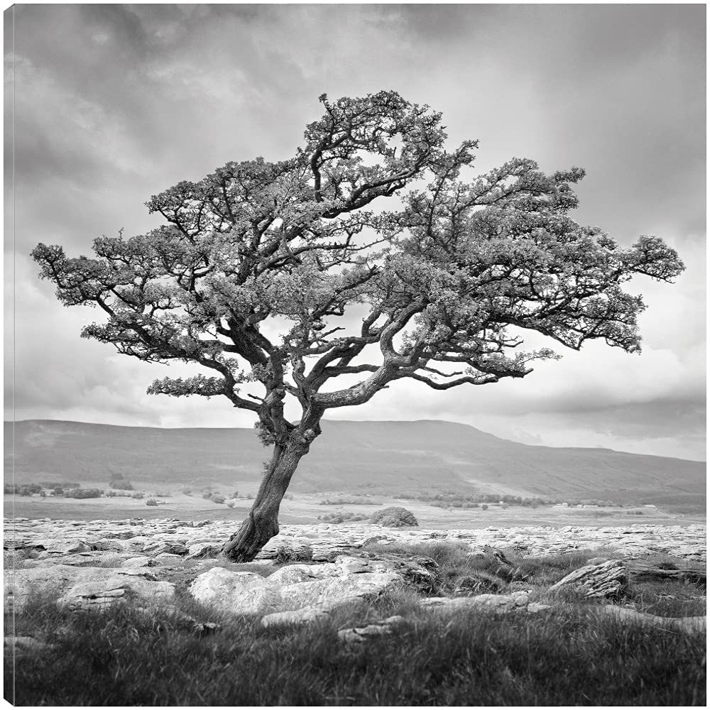 Fine Art Canvas Reaching Upwards Canvas Wall Decor by Artist Martin Henson for Living Room Bedroom Bathroom Kitchen