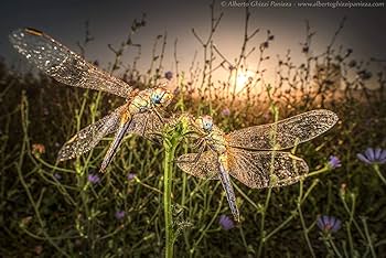 Amazon.co.jp: 【国内正規品】 LAOWA 超広角レンズ 15mm F4 フル