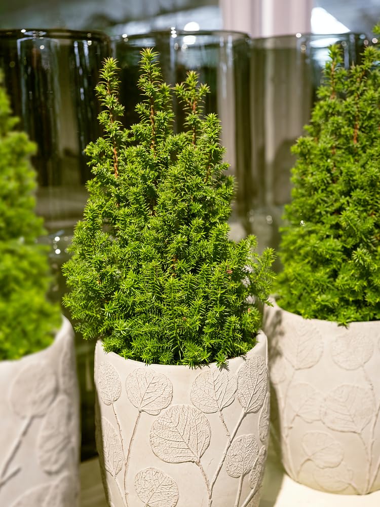 [x1] YEW Hedging | TAXUS BACCATA | Evergreen | Bushy Hedging Plant |15-30CMS | P9 POTS