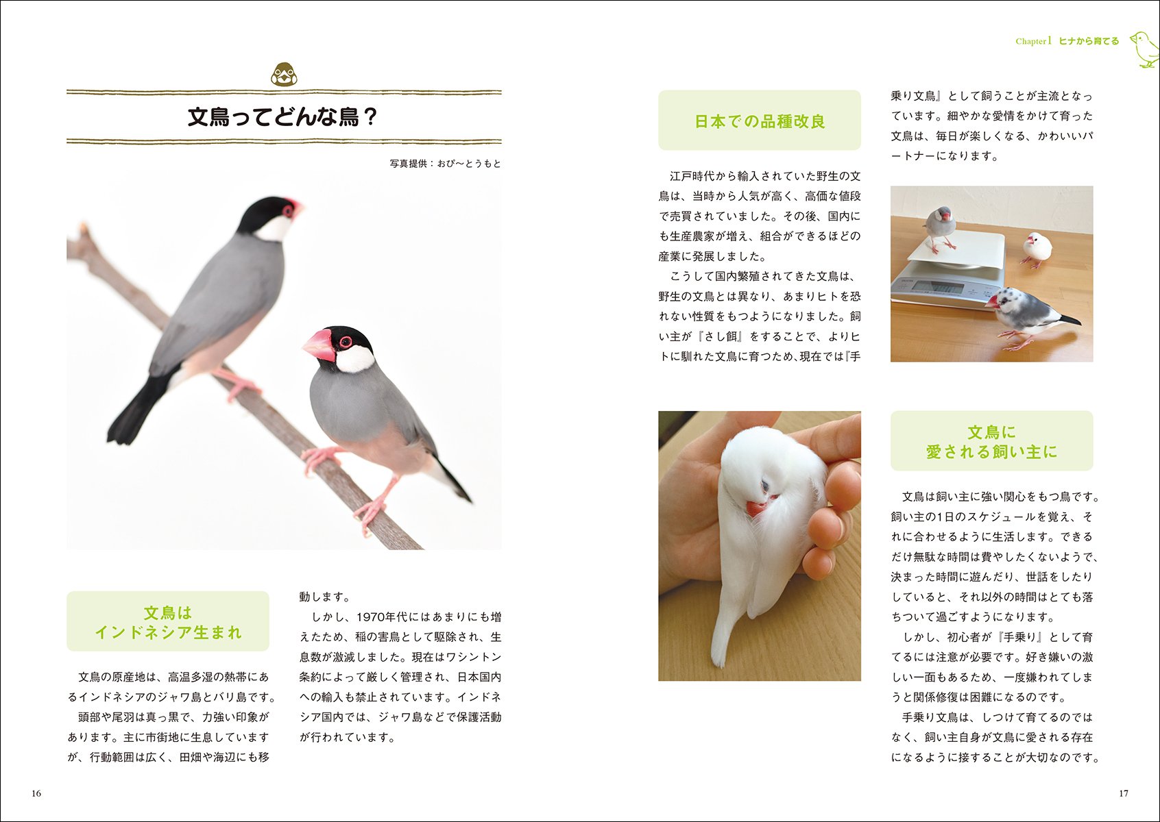文鳥 育て方 食べ物 接し方 病気のことがすぐわかる 小動物 飼い方上手になれる 美代子 伊藤 本 通販 Amazon 文鳥 育て方 食べ物 接し方 病気のことがすぐわかる 小動物 飼い方上手になれる 美代子 伊藤 本 通販 Amazon