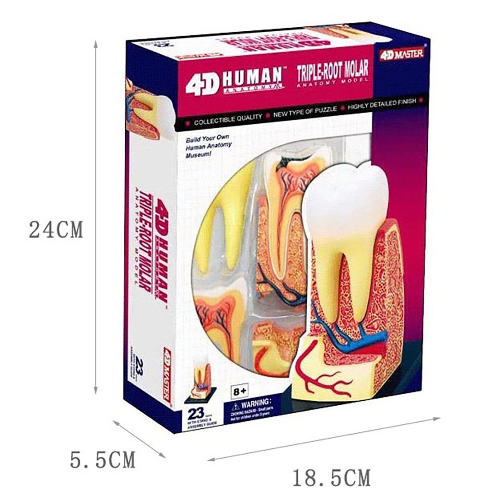 Model Zębów Dentystycznych, 23 Części Anatomicznie Dokładny Model Zębów Naturalnej Wielkości, Model Ust Protezy Dla Dzieci Narzędzia Do Nauczania Stomatologii Materiały Do ​​nauki