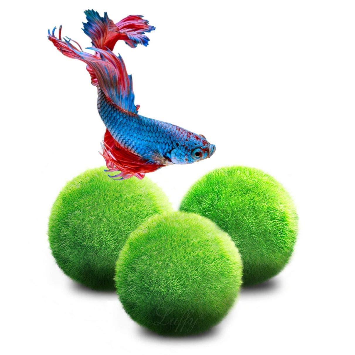 Buy Luffy Doubletail Betta Moss Balls, 1.5 Inches, Vibrant Green Marimo