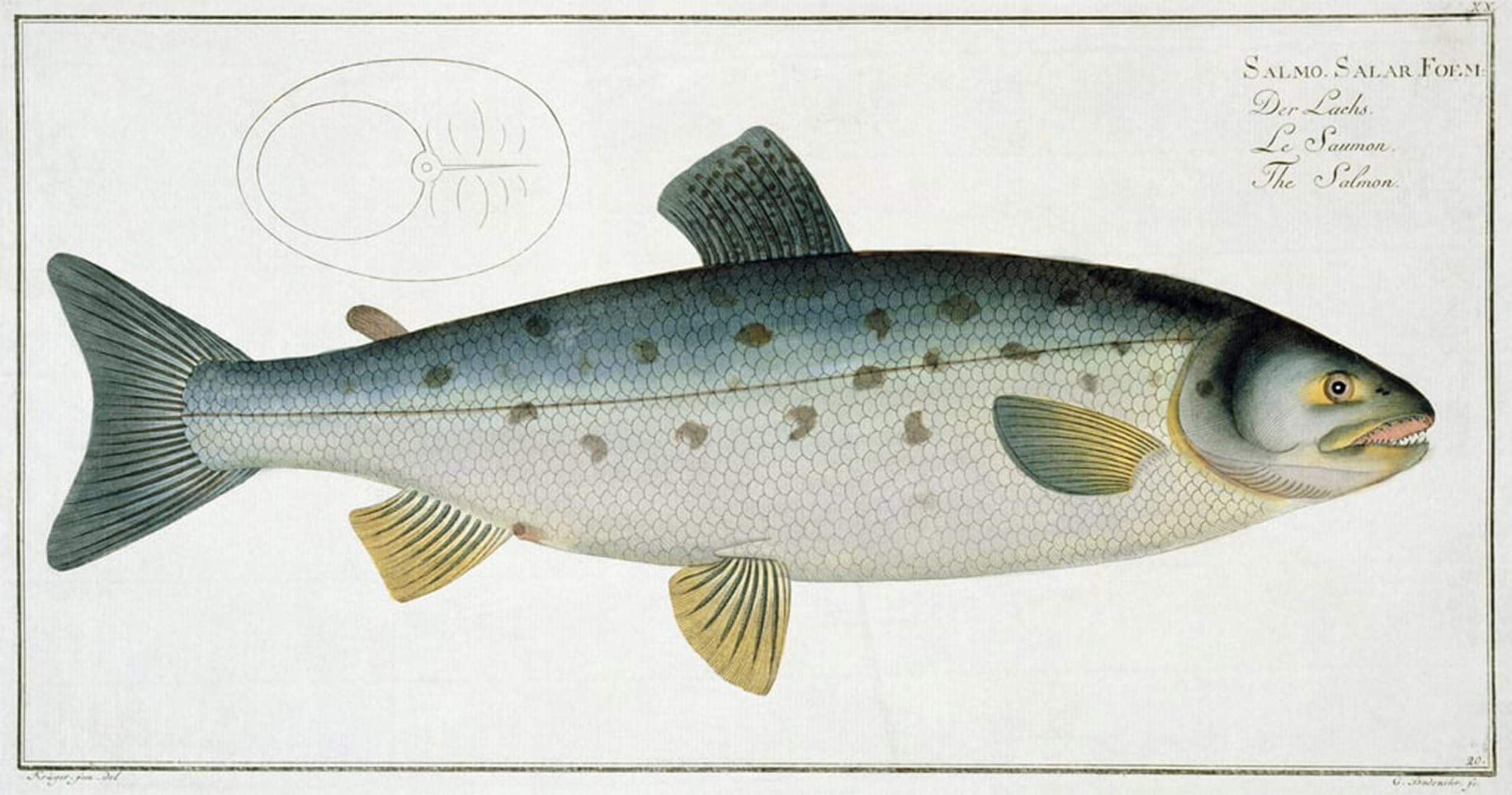 HRJUBWREE Oil Painting Prints on Canvas Painting Picture Salmon Plate Xx From Ichthyologie by Ludwig Kruger Artwork Canvas Prints for Home Decor 60x90cm