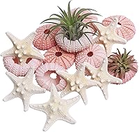 Vista 1 de LUCKY BABY Juego de estrellas de mar y erizo de mar para manualidades, 12 piezas de decoración de conchas naturales para decoración, conchas