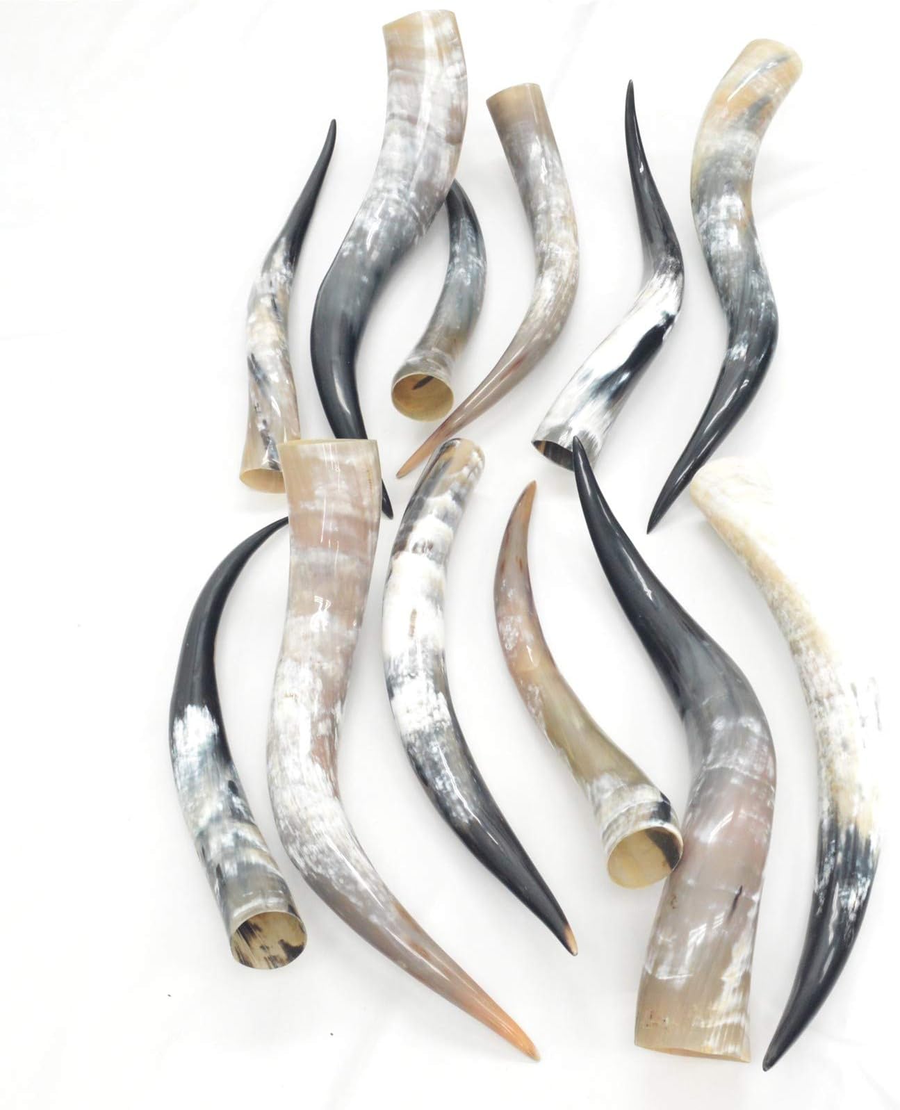 The Leather Guy - Steer Horns Cow Bull Long Horn Taxidermy Polished High Gloss 12pk 24-30"