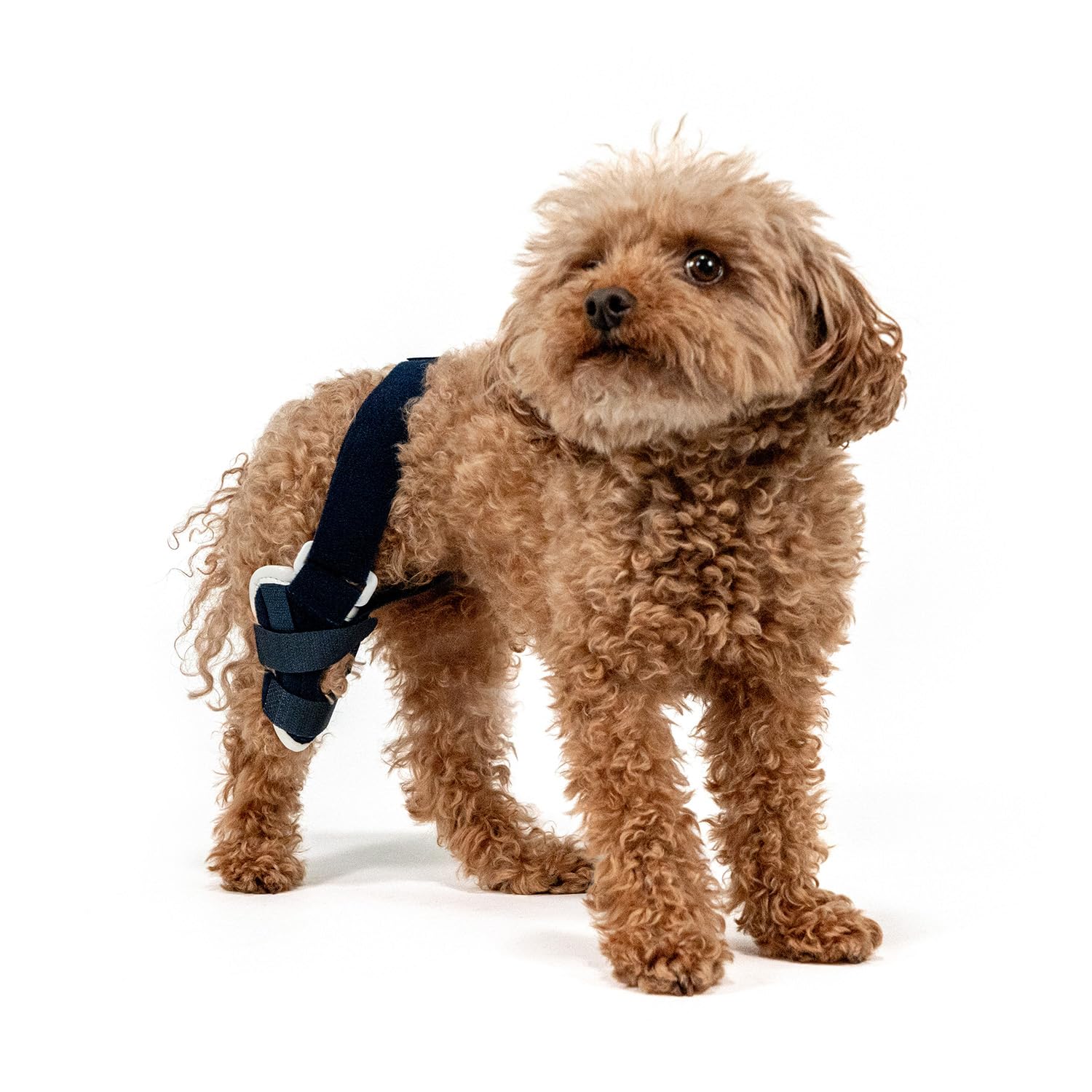 Balto Jump Dog Knee Brace