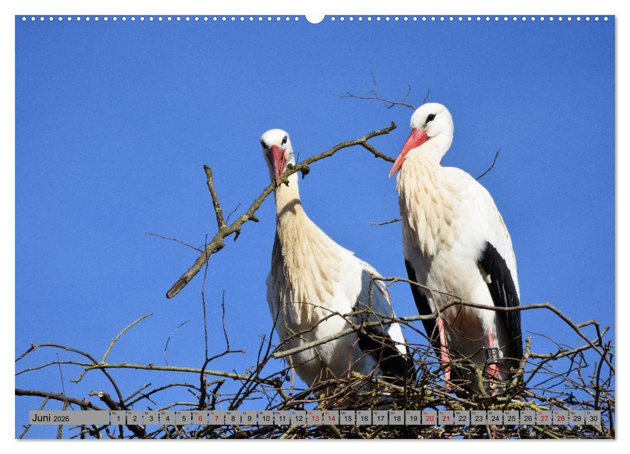 Zu Gast bei Familie Storch (Wandkalender 2026 DIN A2 quer), CALVENDO Monatskalender: Störche ... gern gesehene Gäste in Deutschland (CALVENDO Tiere)