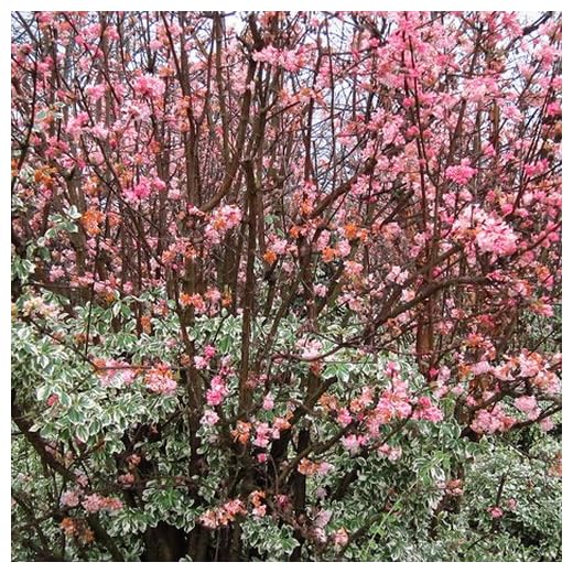 GardenersDream Viburnum Bodnantense Dawn Plant - Outdoor Garden Ready Hardy Plant - Beautiful Flowering Deciduous Shrub - Outdoor Plants for Gardens (3 Litre Pot, 30-50cm)