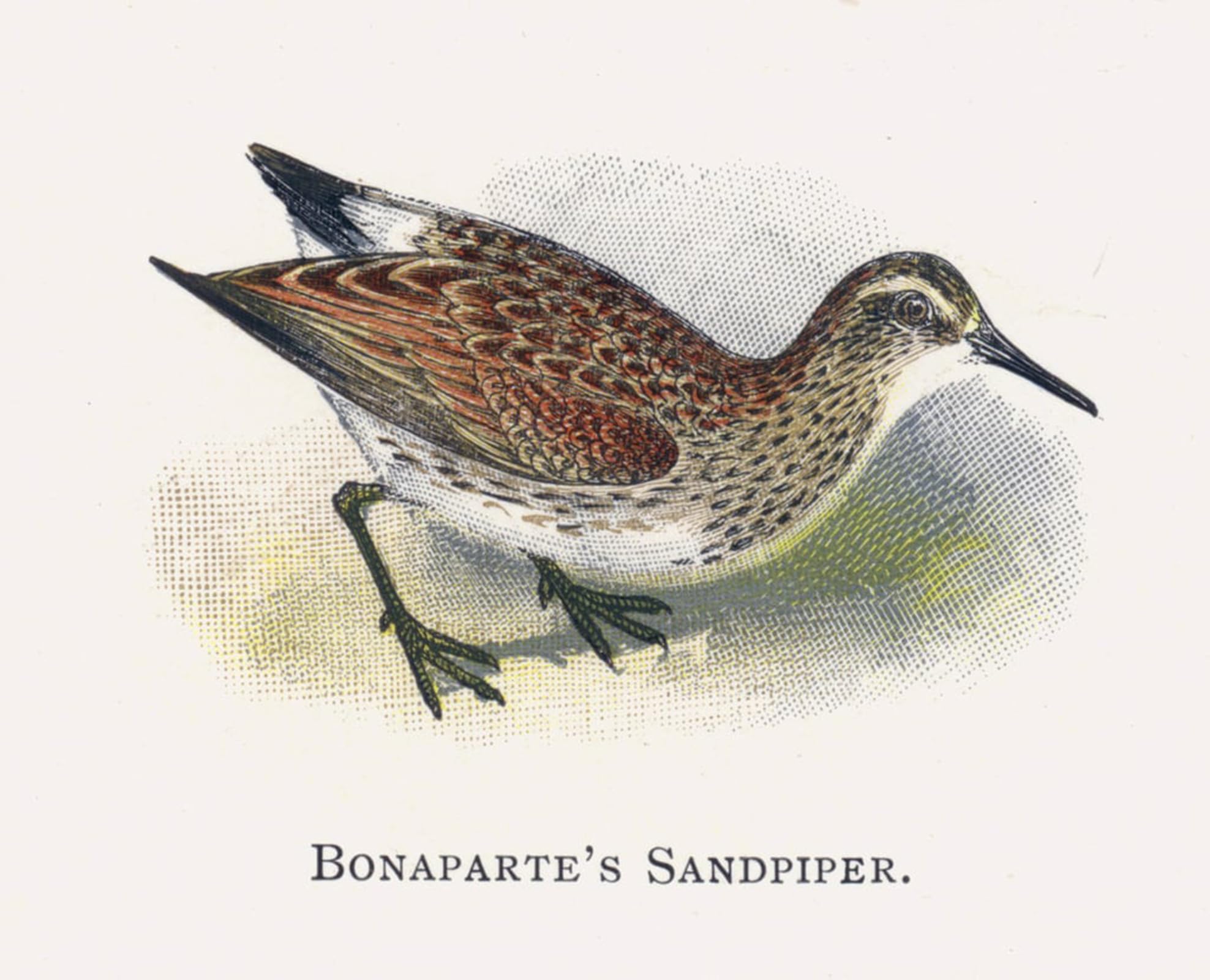 SERENDIPITP Vintage Wall Art Canvas Nordic Poster Canvas Print Picture Bonapartes Sandpiper by Alexander Lydon Wall Art Poster for Home Decor 60x90cm