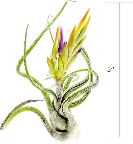 Miniatura 4 de Air Plants - Tillandsia Caput Medusae con flores, grande de 5 a 7 pulgadas, 1 unidad, llegada en vivo garantizada, plantas de interior para