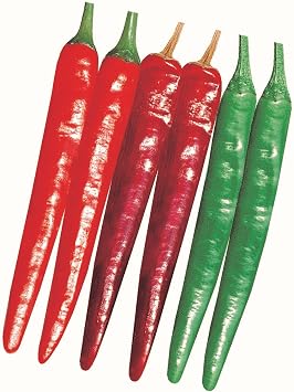 Pepper Seeds - Hot - Korean - Wa Mae Wo - Yeori Gochu - Hybrid - 1 Oz 3000 Seeds - Non-GMO, F1 Hybrid - Asian Garden Vegetable