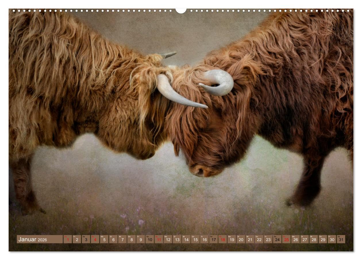 Hochlandrinder - Zottelige Schönheiten (Wandkalender 2026 DIN A2 quer), CALVENDO Monatskalender: Die Models unter den Kühen in eindrucksvollen Bildern (CALVENDO Tiere)