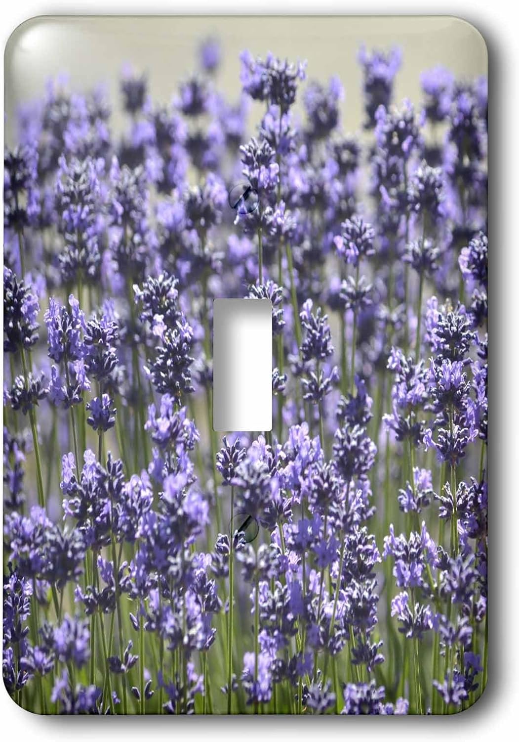 3dRose Field of Lavender Flowers - Romantic Gardens - Floral Print single toggle switch