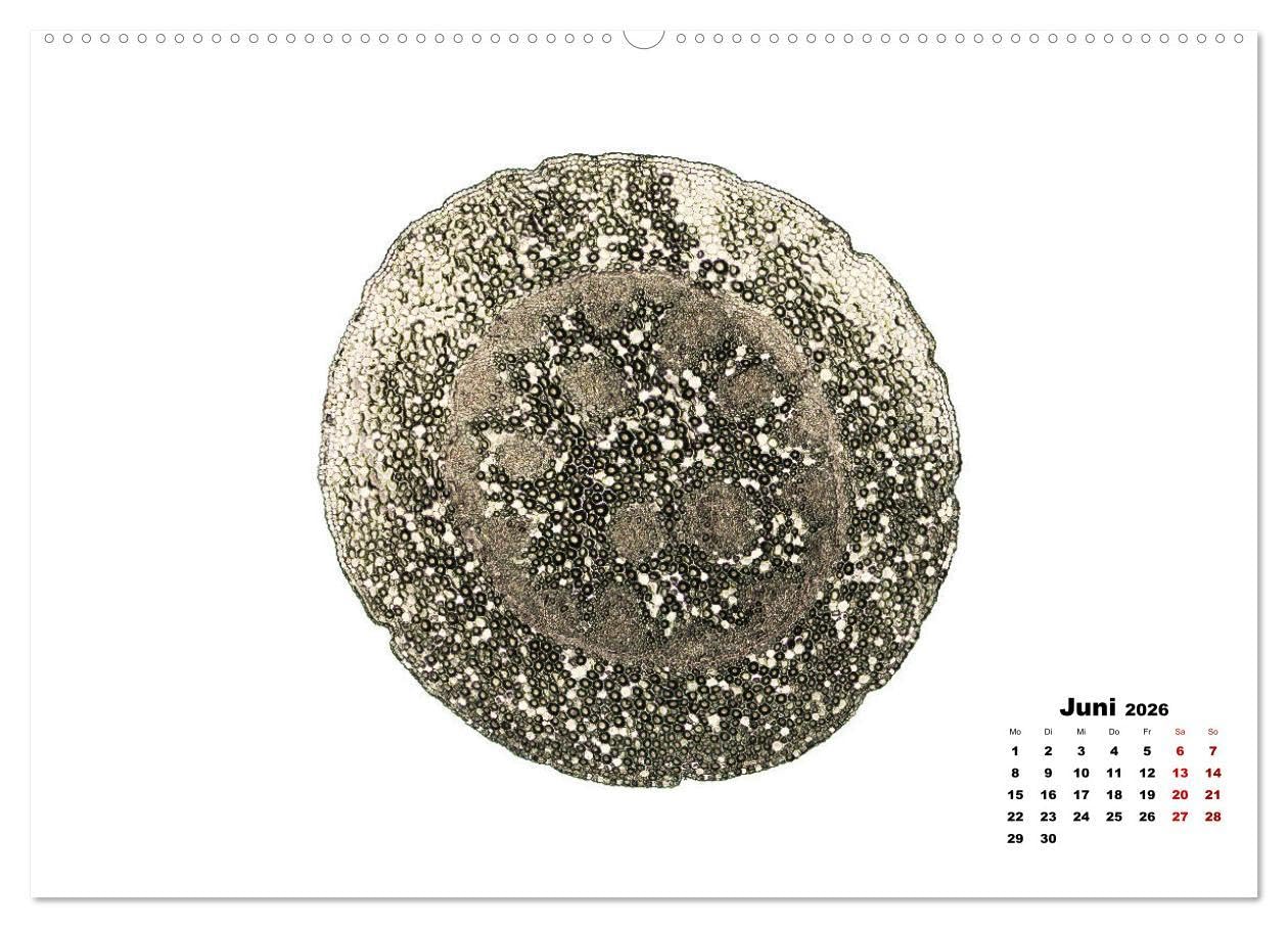 Pflanzen unter dem Mikroskop (Wandkalender 2026 DIN A2 quer), CALVENDO Monatskalender: Eindrucksvolle biologische Aufnahmen - das perfekte Geschenk für einen Gärtner, Floristen, Stundent und Lehrer