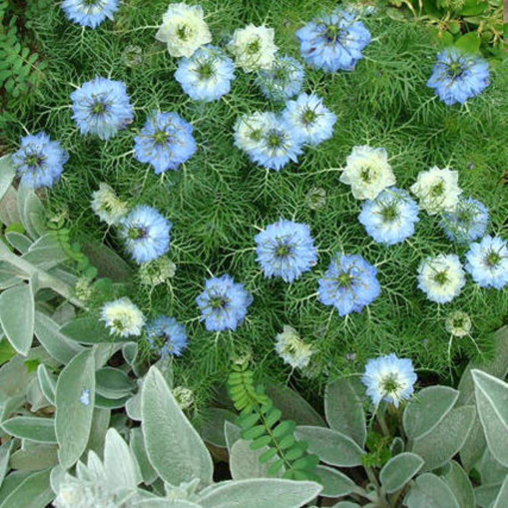 Amazon.co.jp: WFG 苗 ニゲラ ブルーミゼット 1鉢 3～3.5号 【お届け中