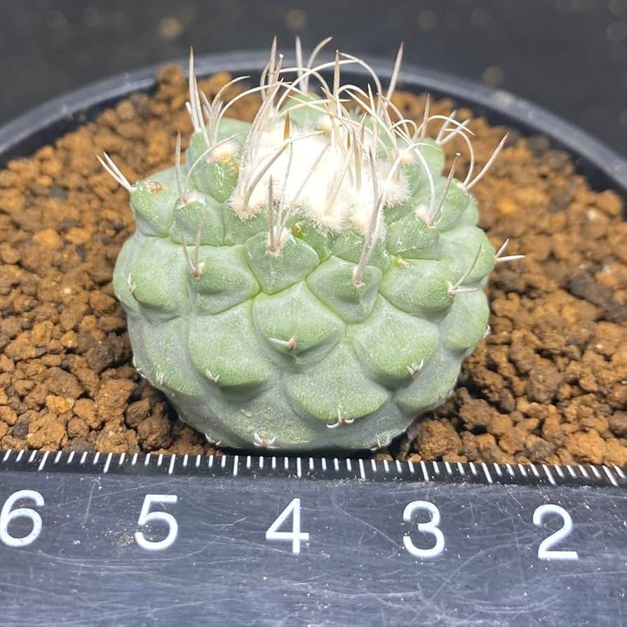 ストロンボカクタス・菊水 接木(抜き苗) ※国内繁殖 ストロンボカクタス・菊水 接木(抜き苗) ※国内繁殖