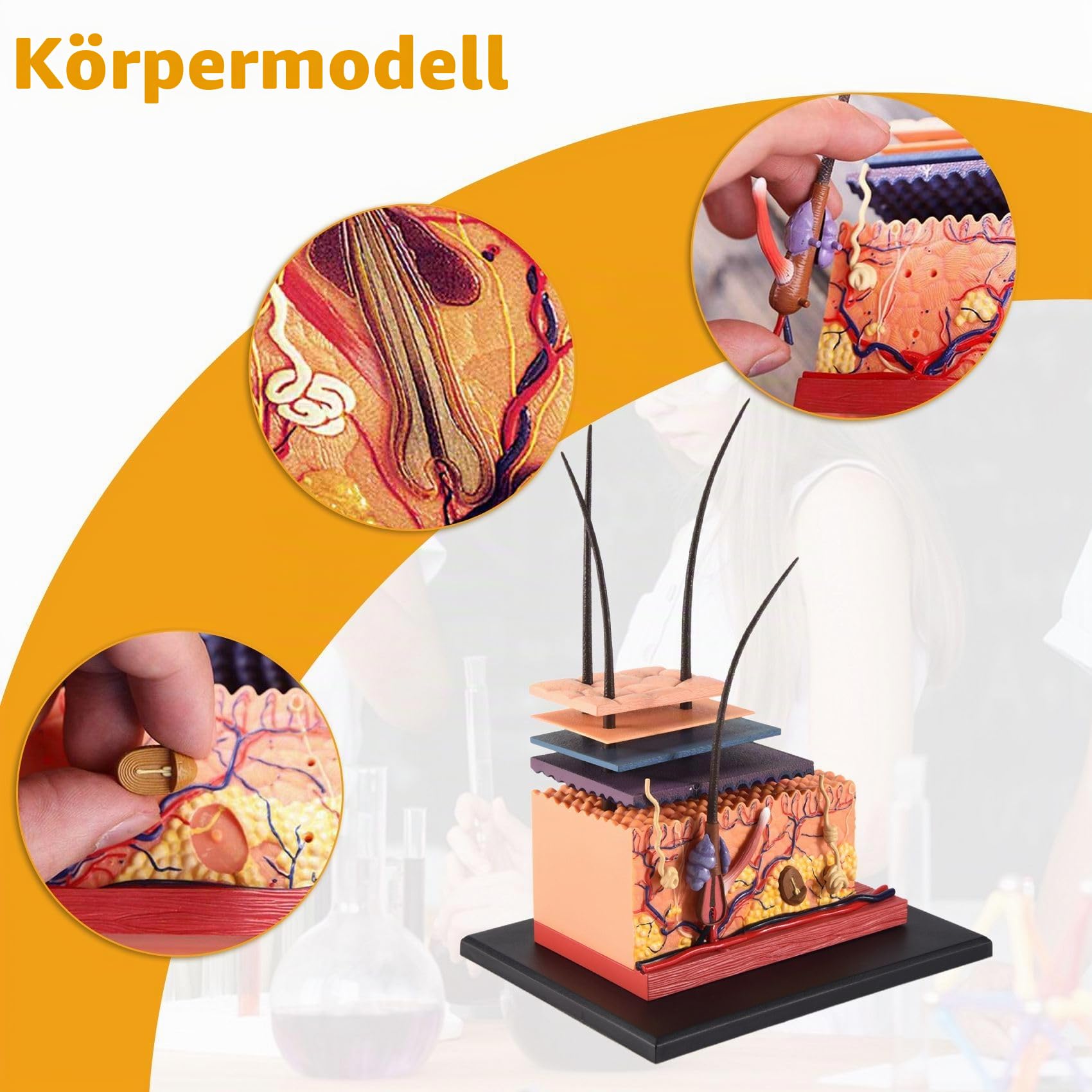 Menschliche Anatomie Haut Anatomie Modell, 3D-Hautschichten Anatomisches Puzzle Modell Für Medizinische Lehr, Human Anatomie-Modell, Geschenkidee für Krankenschwestern und Medizinstudenten