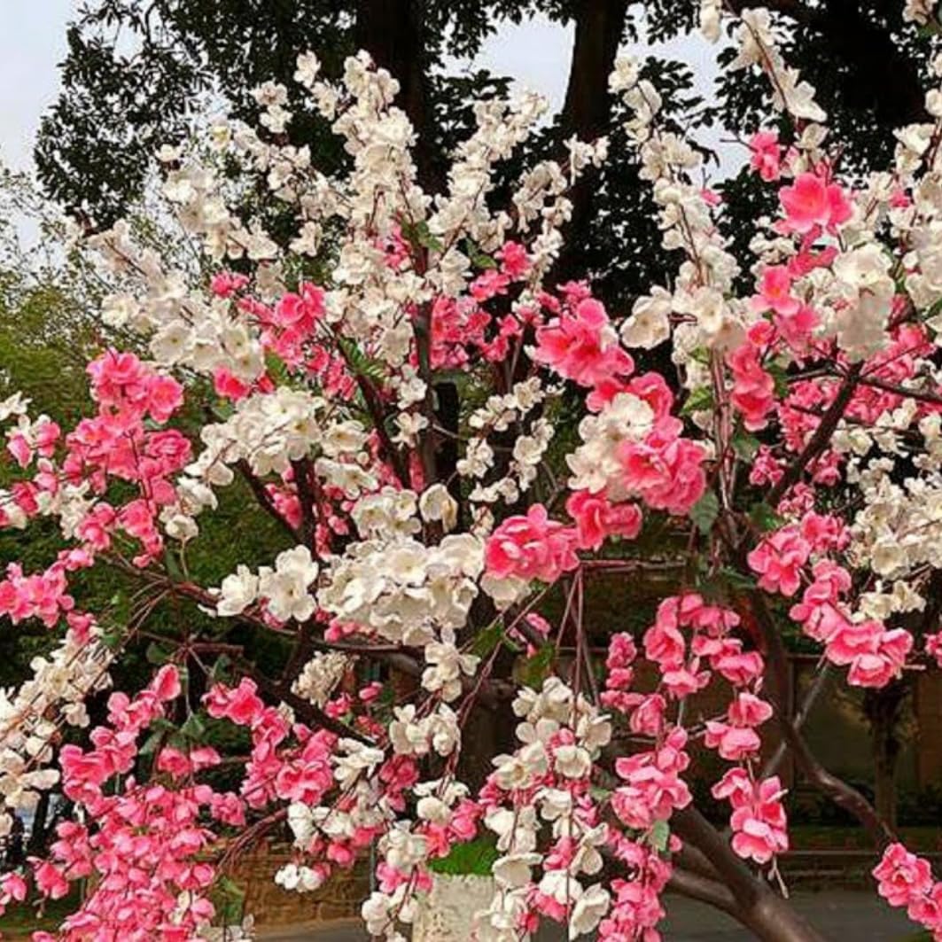 3 Years Old Pepermint Peach Tree Live Plant for Planting,3 Gallon Grafted Peach, Ready to Bear Fruit, Cold Hardy, 3-4 Feet Tall