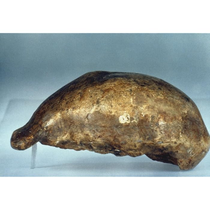 Buy Skull Of Java Man Nlateral View Of Cast Of Skull Of Java Man