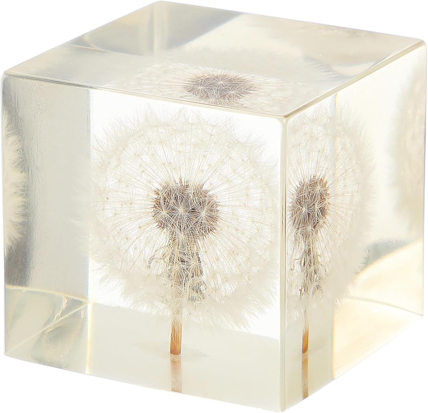 Real Dandelion Specimen in Crystal Clear Resin Cube, 2 Inch 3D Preserved Dandelion Puff Paperweight with Wooden Box, Natural Plant Decor for Home Office Gift