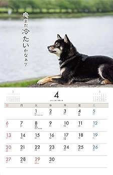 2025柴犬げんきな おはなしカレンダー ([カレンダー]) | Shi-Ba