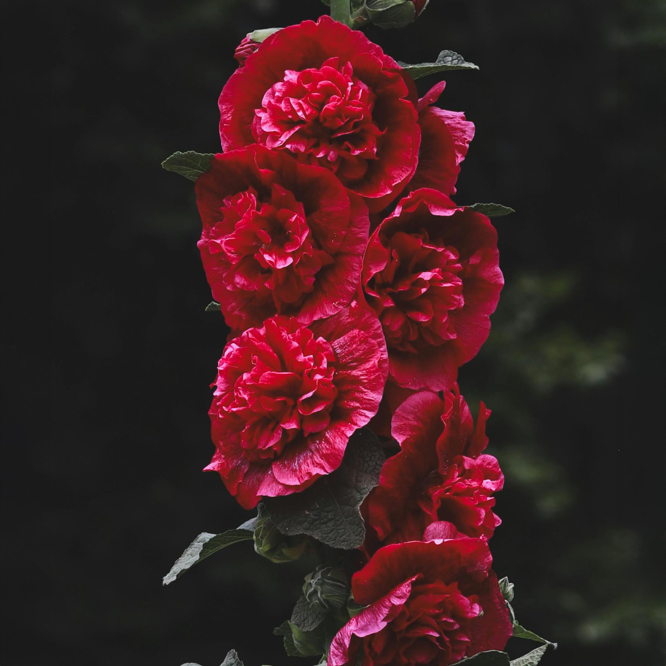 Plant in a Box - Alcea rosea - Roses trémières - Set de 6 - Pot 9cm - Hauteur 25-40cm