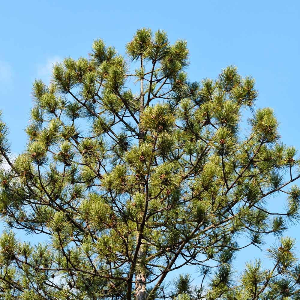 Brighter Blooms - Austrian Pine Tree, 1-2 ft. - No Shipping to AK, AZ, HI, OR, WI