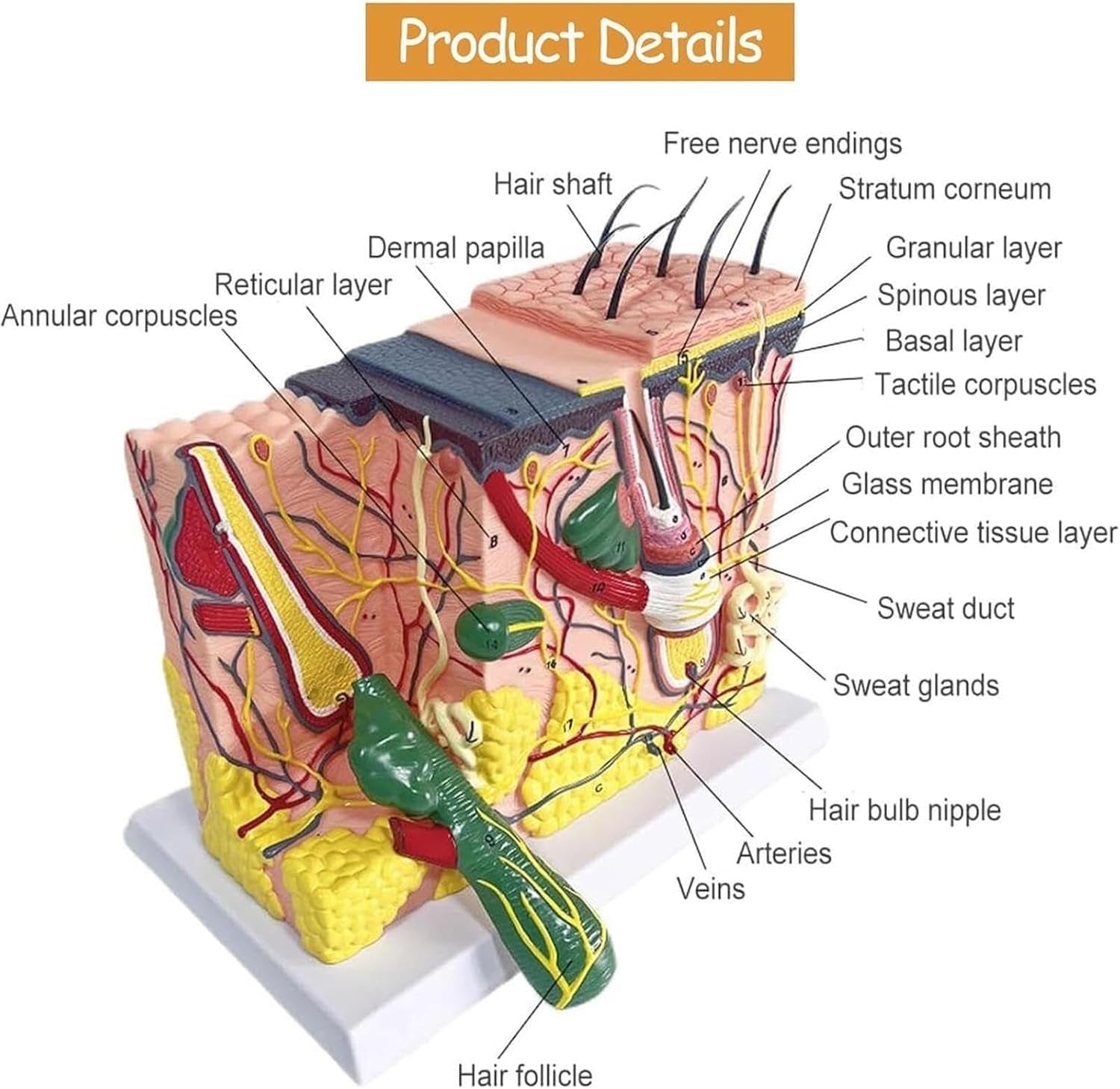 Model anatomiczny skóry, odłączalny mieszek włosowy, powiększony 70x model skóry, model struktury skóry do celów szkoleniowych, model medyczny do celów edukacyjnych.