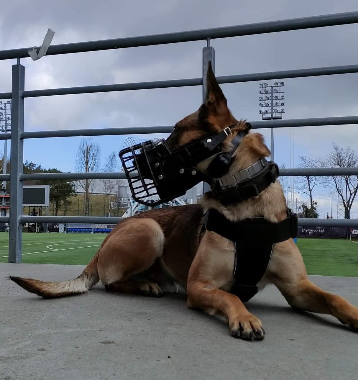 Bozal de metal de goma Dingo Gear para perro boxeador | S03044