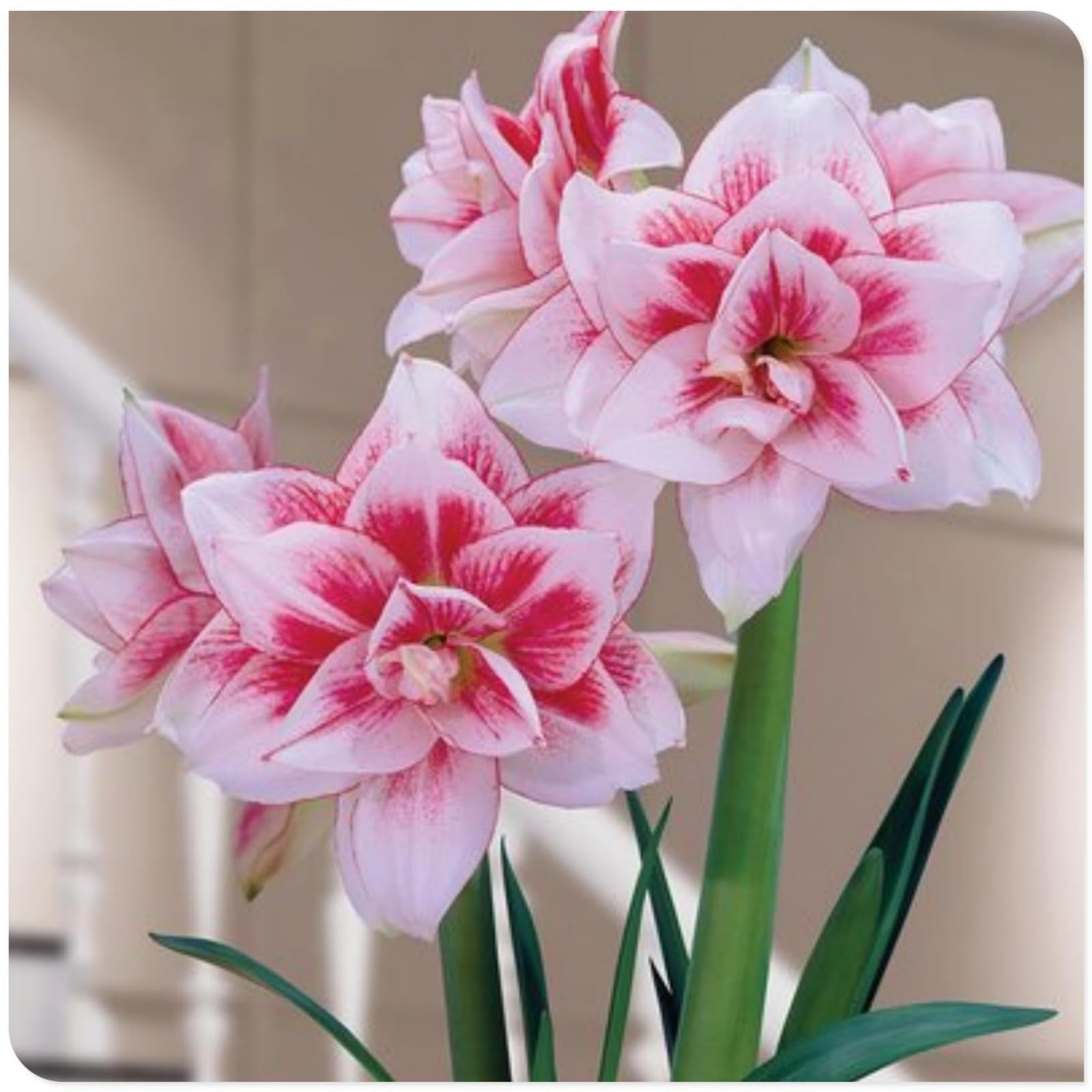 Amaryllis for Planting Now UK Ornamental Perennial Greening Flower/Good for Containers Easy Plant/Natural Organic/Excellent Display Plant Bulbs-1bulb-H