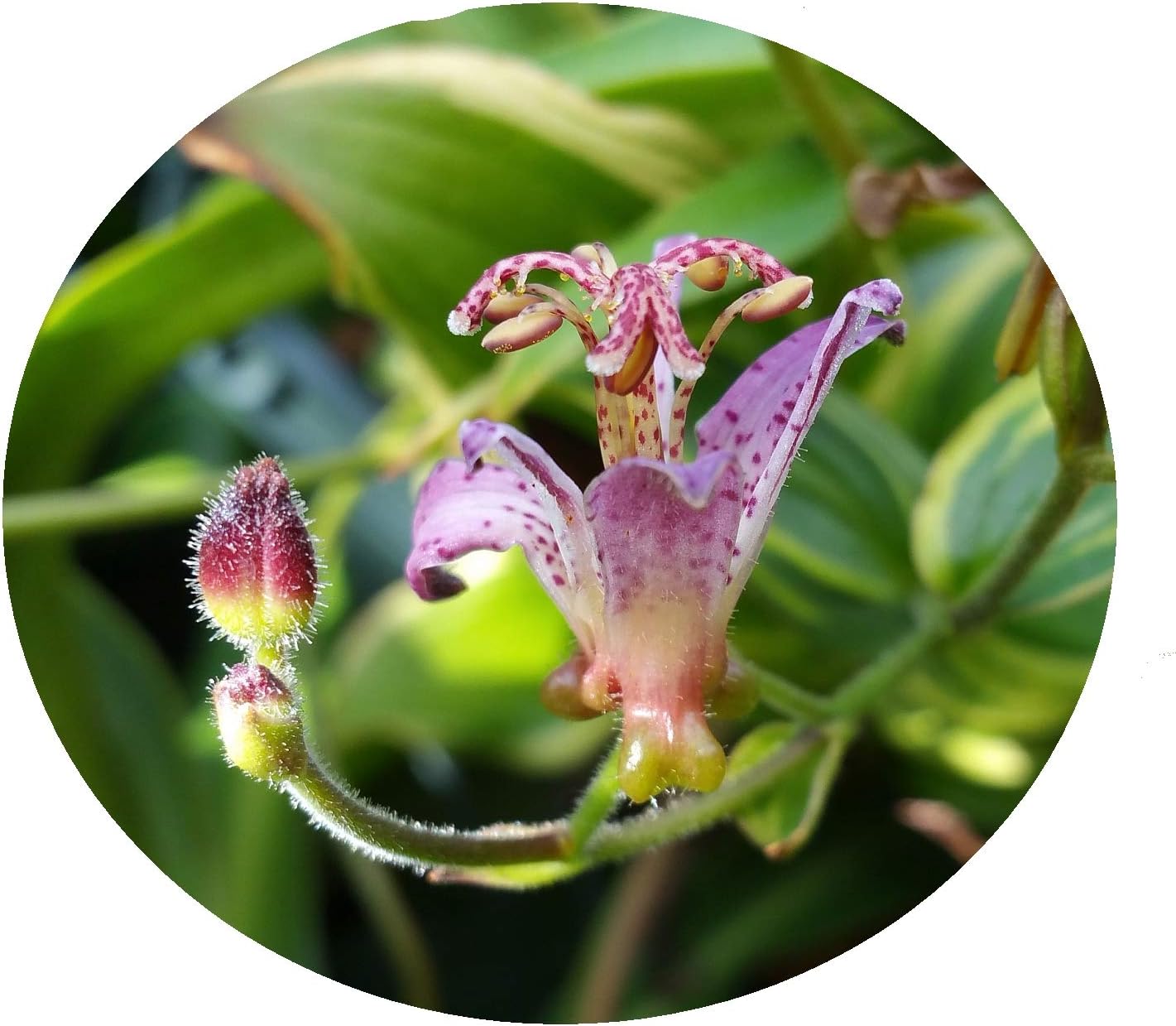 Toad Lily Variegated - Tricyrtis 'Samurai' - Live Tropical Plant - Tiny Purple Orchid Flower - Emerald Goddess Gardens - Starter Sz 4 Inch Pot